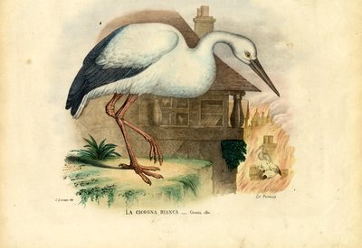 White Stork by Raimundo Petraroja